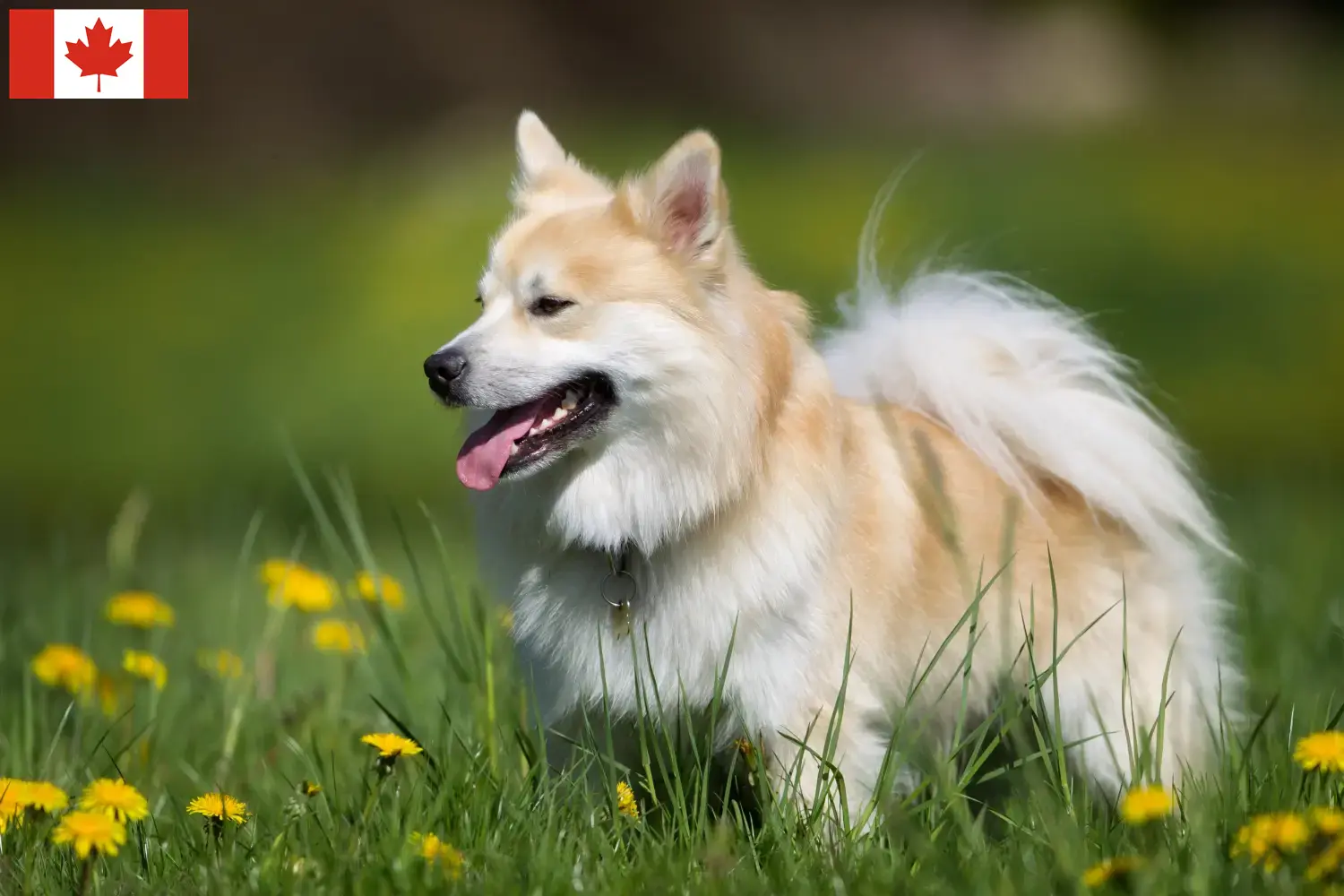 Chien islandais chiots et éleveurs Canada Ici, tu trouveras des éleveurs de chiens islandais au Canada.