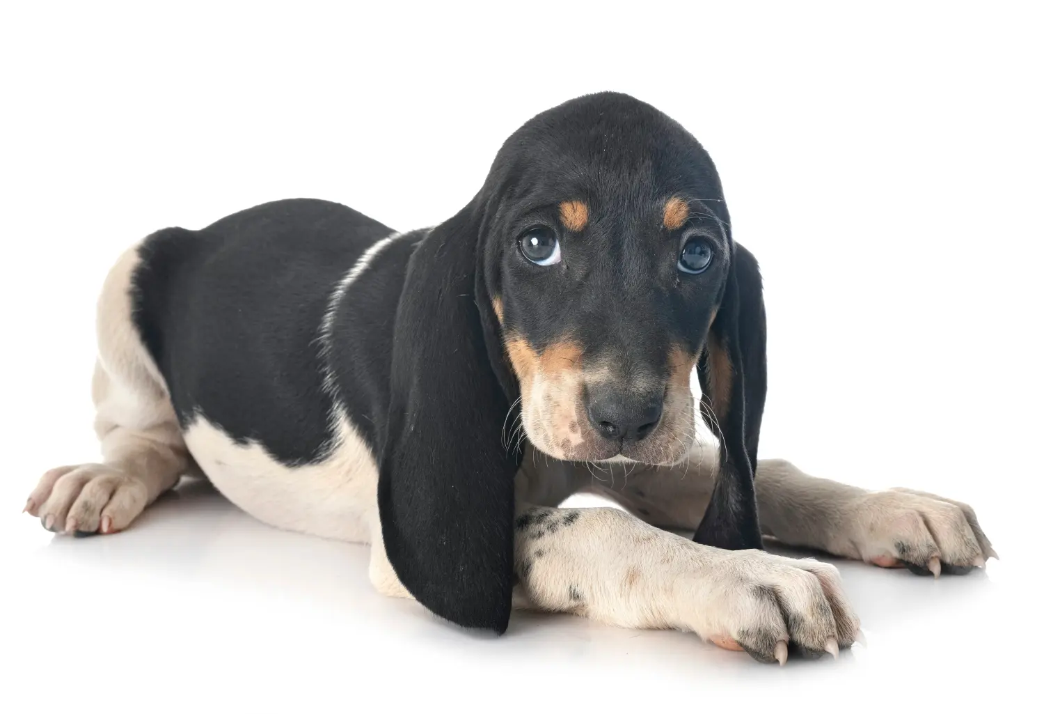 Acheter un chiot chien courant suisse, c'est prendre ses responsabilités ! Acheter des chiots de chiens courants suisses.