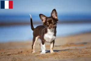 Lire la suite à propos de l’article Éleveurs de chihuahuas et chiots en Martinique