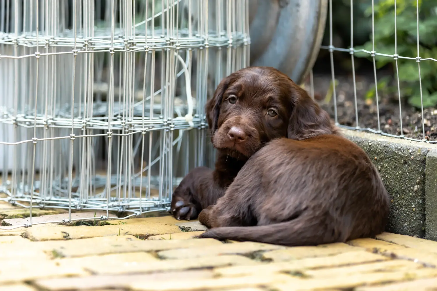 Acheter un chiot allemand à poil long, c'est prendre ses responsabilités ! Acheter des chiots allemands à poil long.
