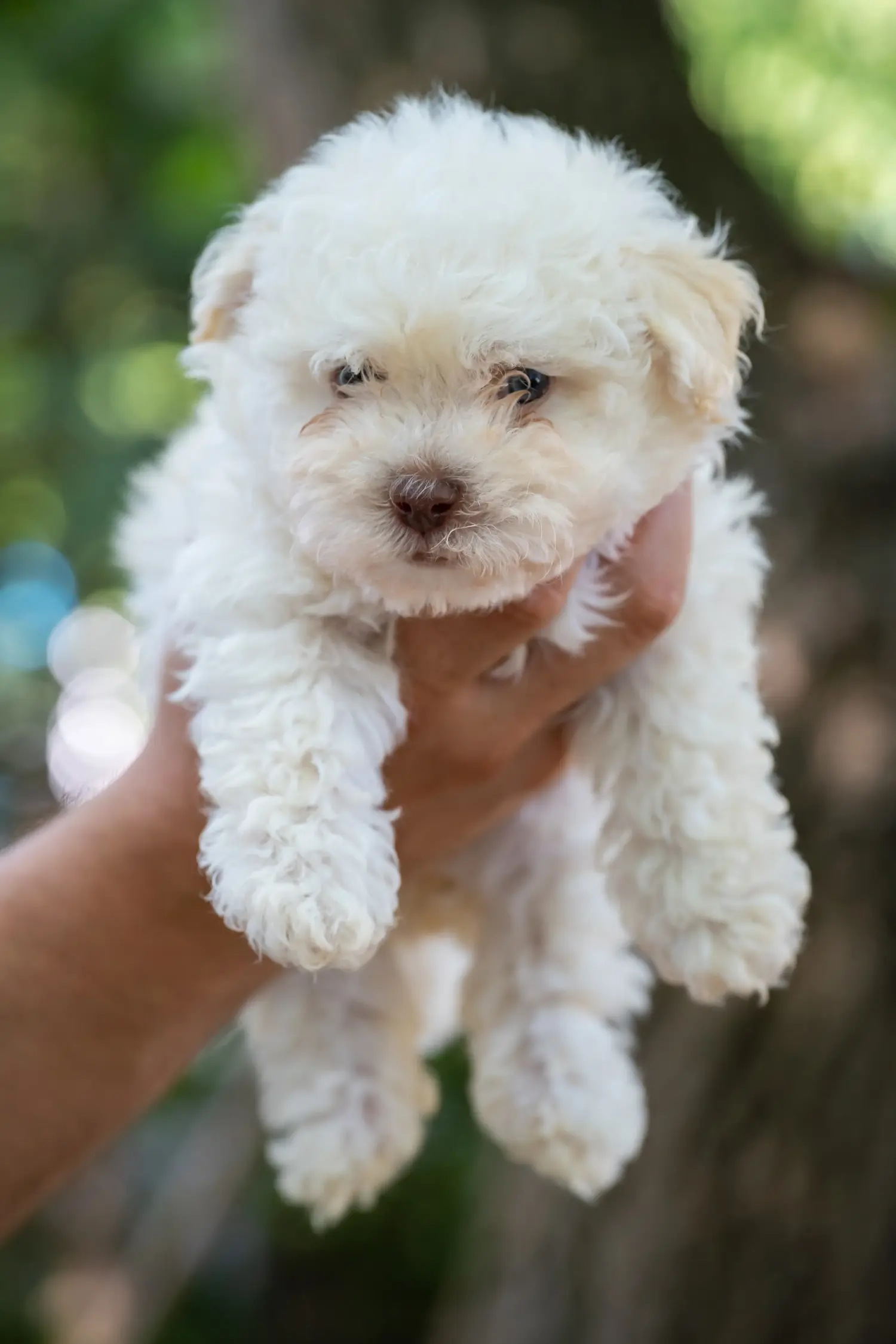 Acheter un chiot bolognais, c'est prendre ses responsabilités ! Acheter des chiots bolognais.