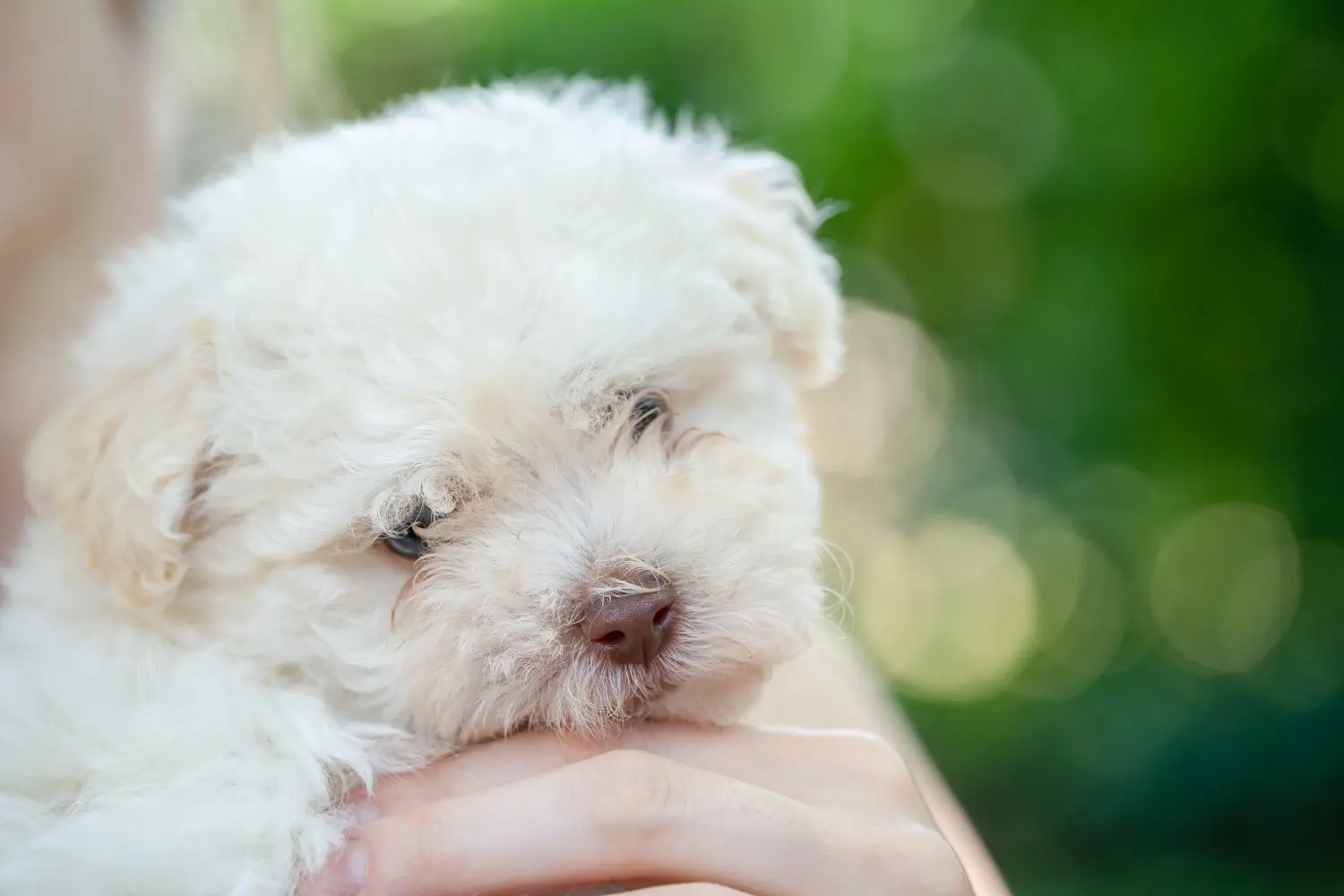 Acheter un chiot bolognais, c'est prendre ses responsabilités ! Acheter des chiots bolognais.