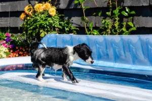 Lire la suite à propos de l’article Éleveurs de Bullmastiff et chiots au Canada