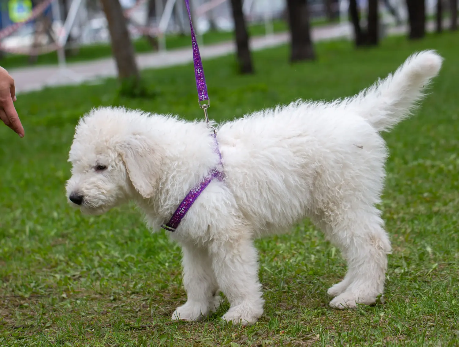 Acheter un chiot Komondor, c'est prendre ses responsabilités ! Acheter des chiots comondor.