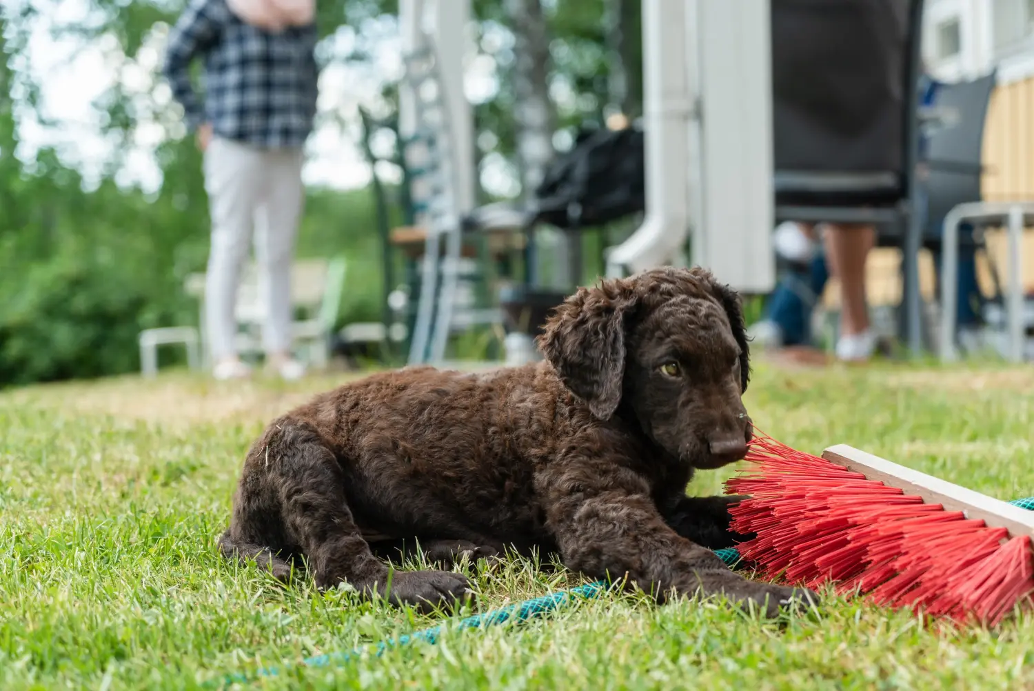 Acheter un chiot Curly Coated Retriever, c'est prendre ses responsabilités ! Acheter des chiots Retriever à poil bouclé.