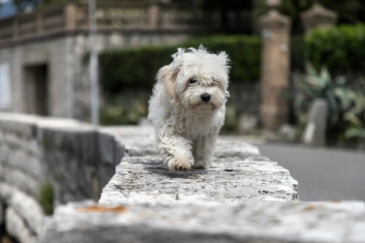 Acheter un chiot bolognais, c'est prendre ses responsabilités ! Acheter des chiots bolognais.