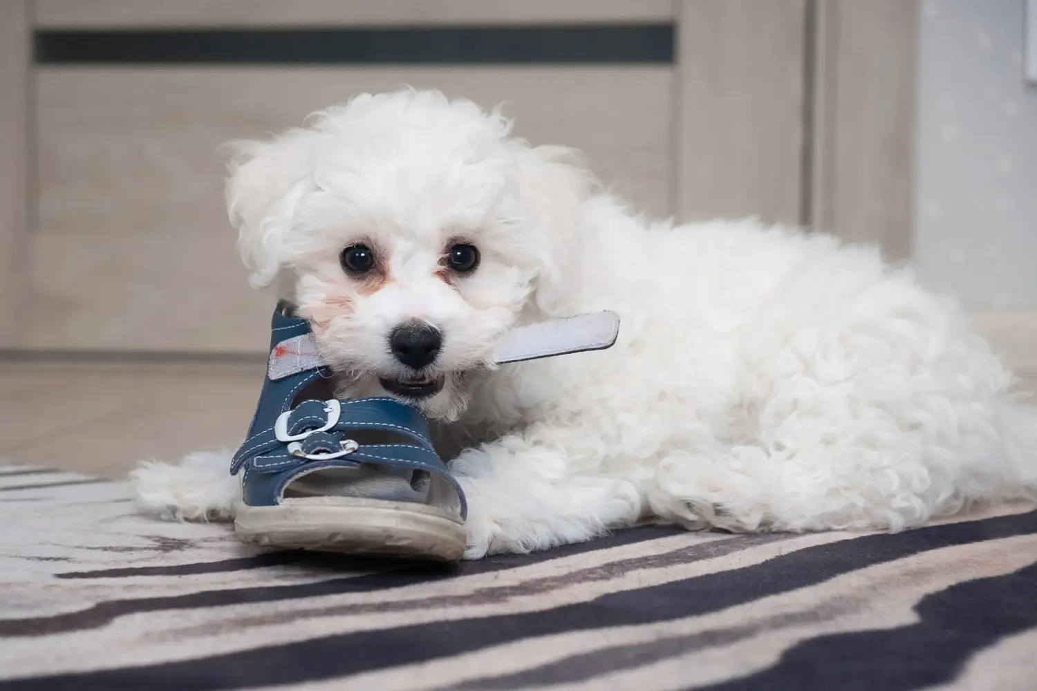 Acheter un chiot bolognais, c'est prendre ses responsabilités ! Acheter des chiots bolognais.