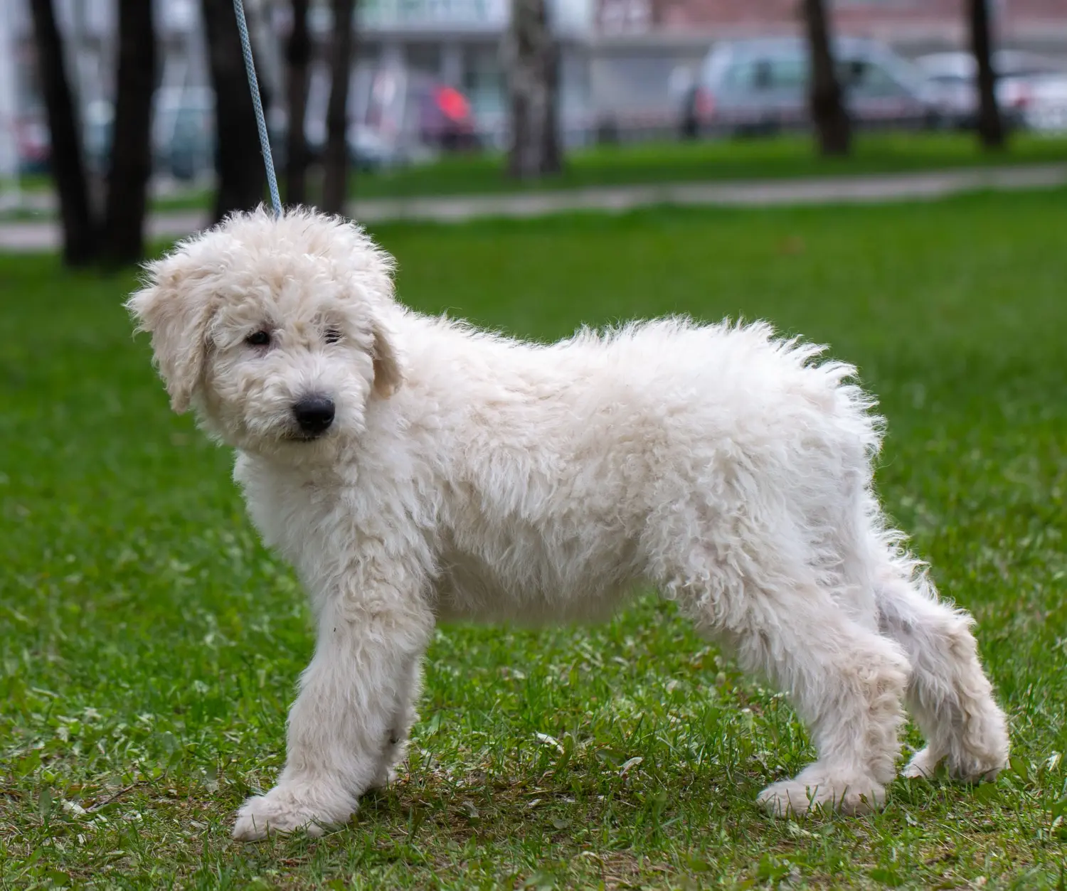 Acheter un chiot Komondor, c'est prendre ses responsabilités ! Acheter des chiots comondor.