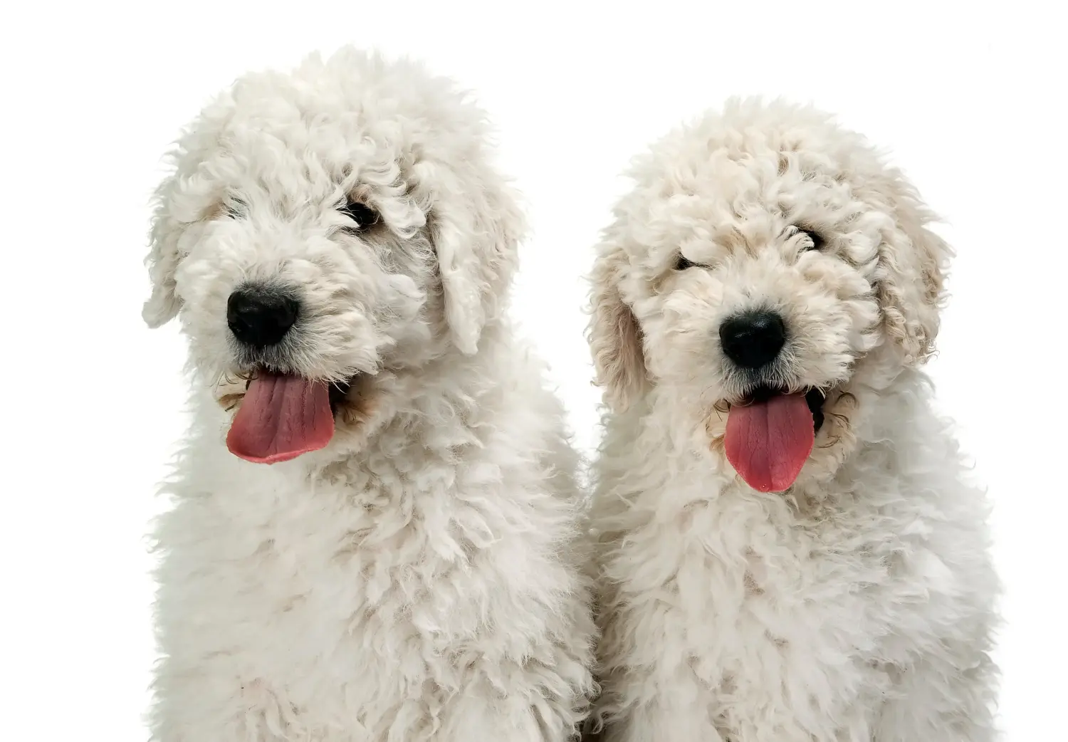 Acheter un chiot Komondor, c'est prendre ses responsabilités ! Acheter des chiots comondor.