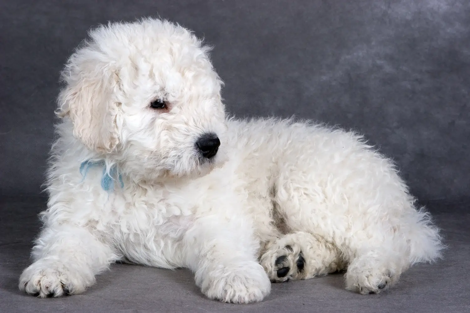 Acheter un chiot Komondor, c'est prendre ses responsabilités ! Acheter des chiots comondor.