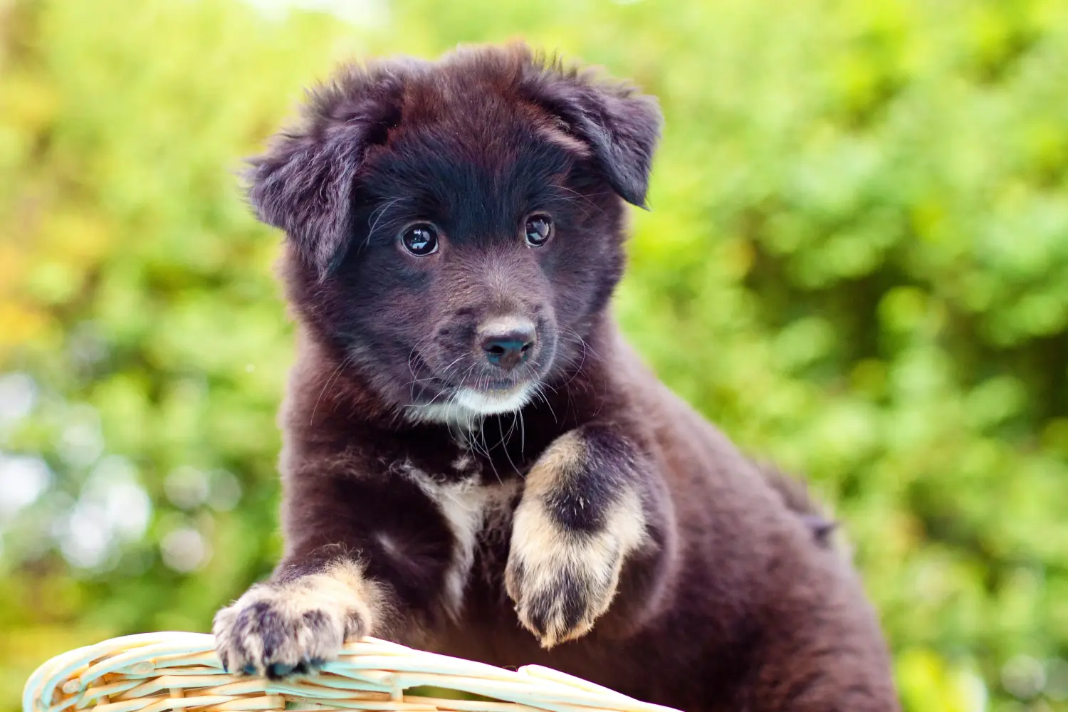Acheter un chiot islandais, c'est prendre ses responsabilités ! Acheter un chiot chien islandais.
