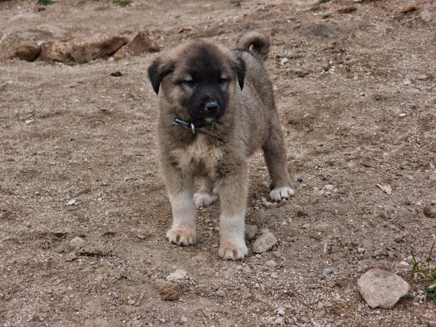 Acheter un chiot Kangal, c'est prendre ses responsabilités ! Acheter des chiots Kangal.