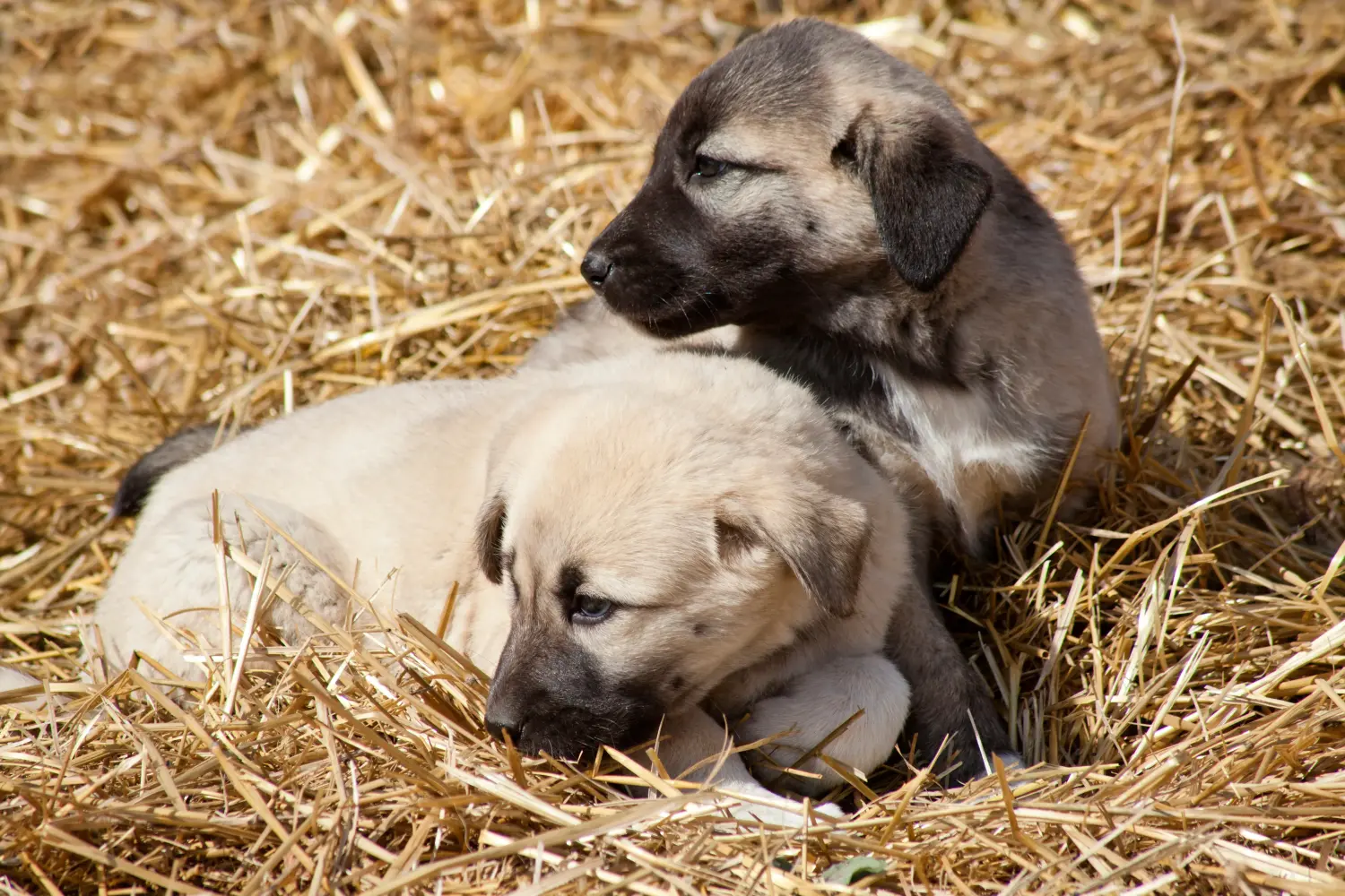 Acheter un chiot Kangal, c'est prendre ses responsabilités ! Acheter des chiots Kangal.