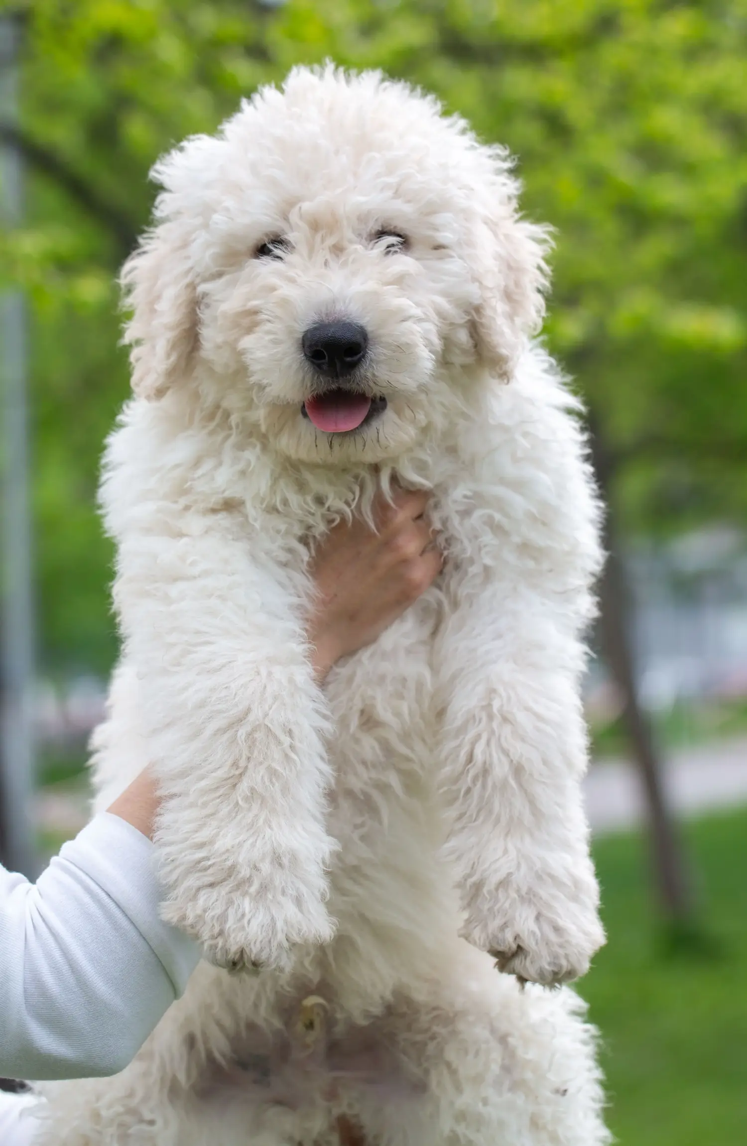 Acheter un chiot Komondor, c'est prendre ses responsabilités ! Acheter des chiots comondor.