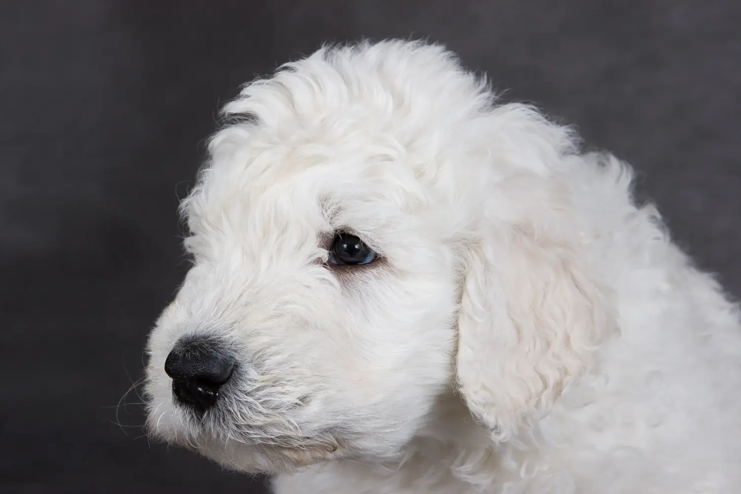 Acheter un chiot Komondor, c'est prendre ses responsabilités ! Acheter des chiots comondor.