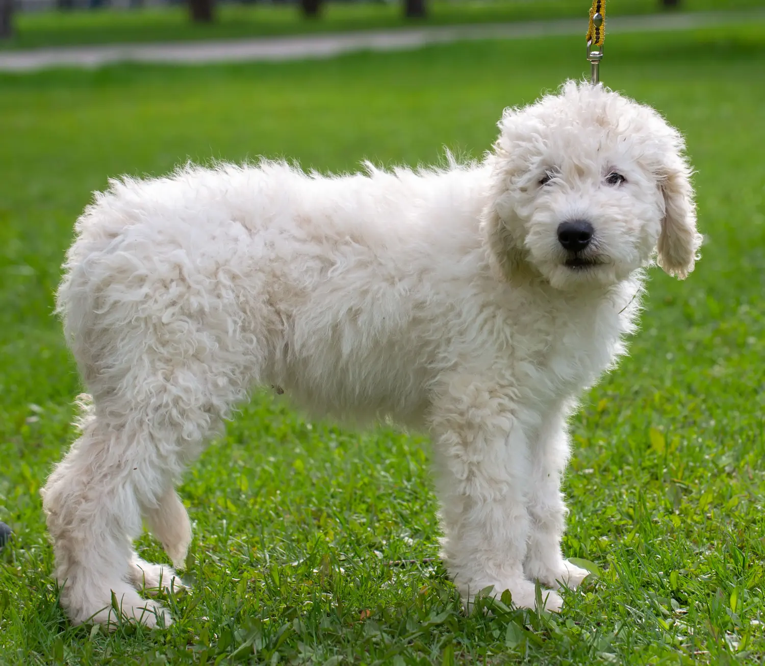 Acheter un chiot Komondor, c'est prendre ses responsabilités ! Acheter des chiots comondor.