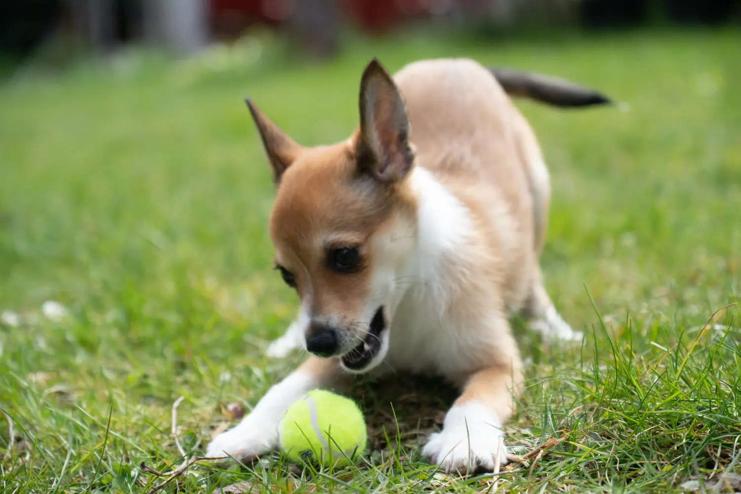 Acheter un chiot Lundehund norvégien, c'est prendre ses responsabilités ! Acheter un chiot Lundehund norvégien.