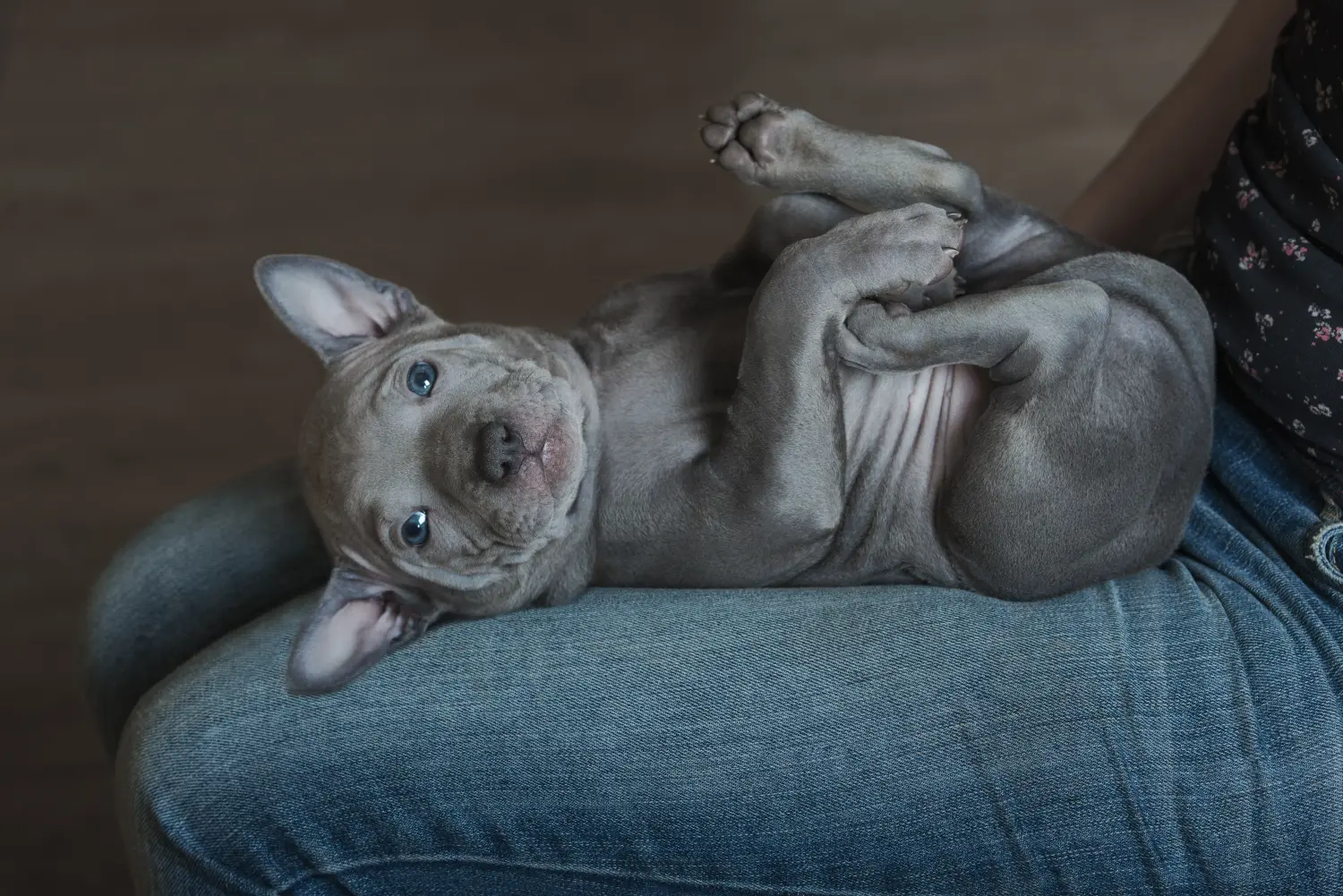 Acheter un chiot Ridgeback thaïlandais, c'est prendre ses responsabilités ! Acheter des chiots Ridgeback thaïlandais.