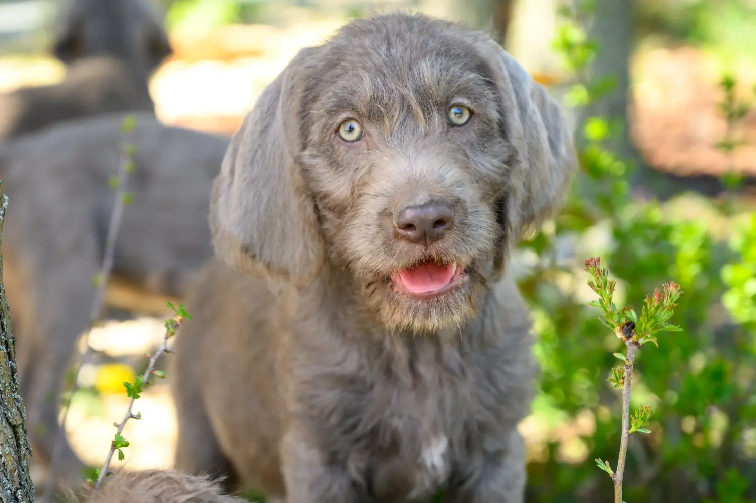 Acheter un chiot slovaque à poil dur, c'est prendre ses responsabilités ! Acheter des chiots slovaques à poil dur.