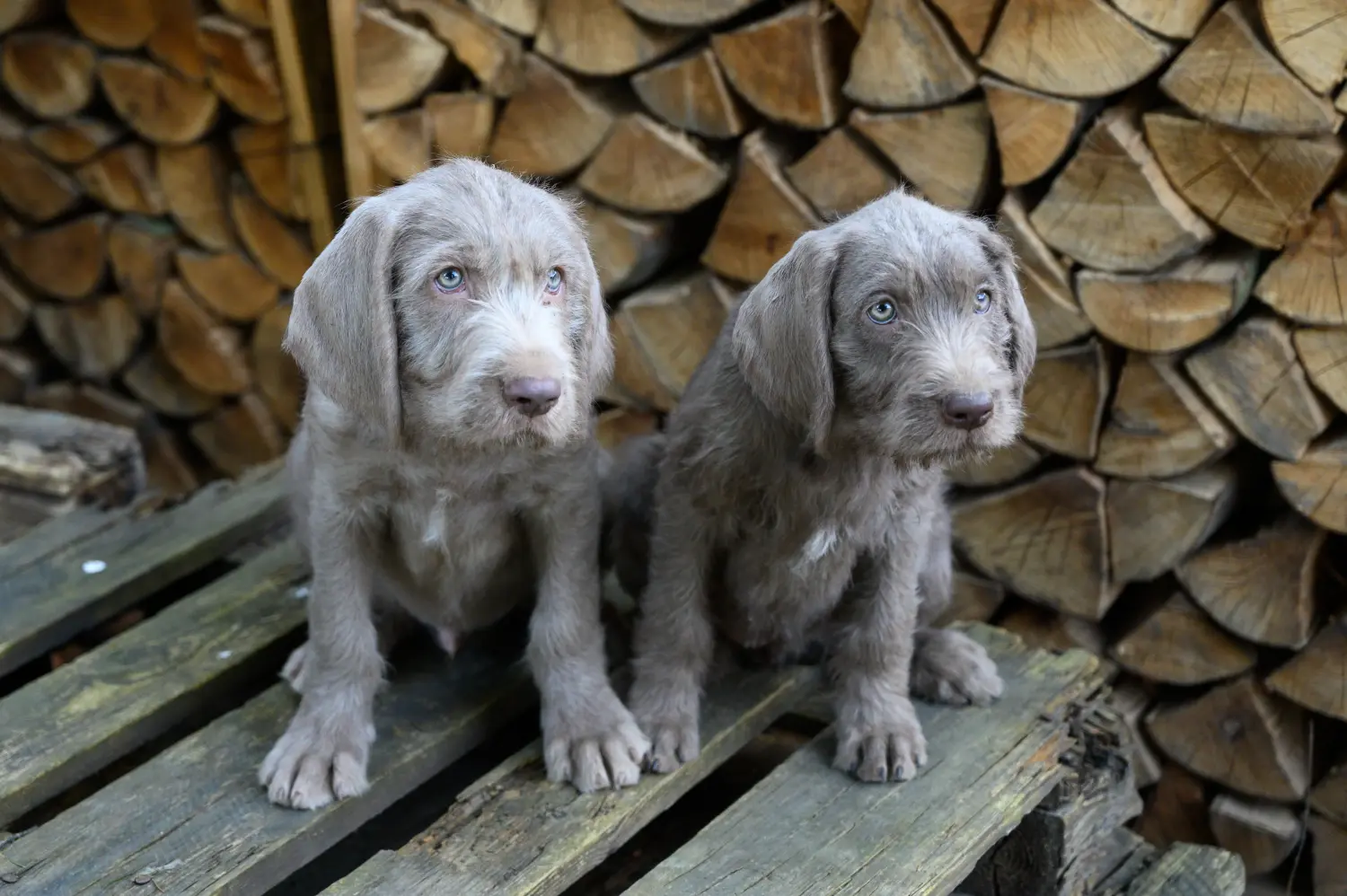 Acheter un chiot slovaque à poil dur, c'est prendre ses responsabilités ! Acheter des chiots slovaques à poil dur.