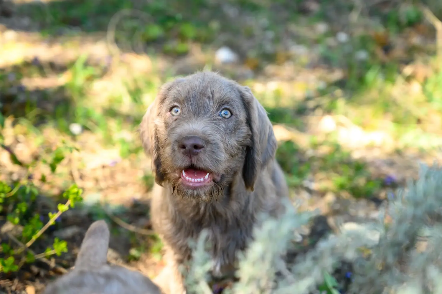 Acheter un chiot slovaque à poil dur, c'est prendre ses responsabilités ! Acheter des chiots slovaques à poil dur.