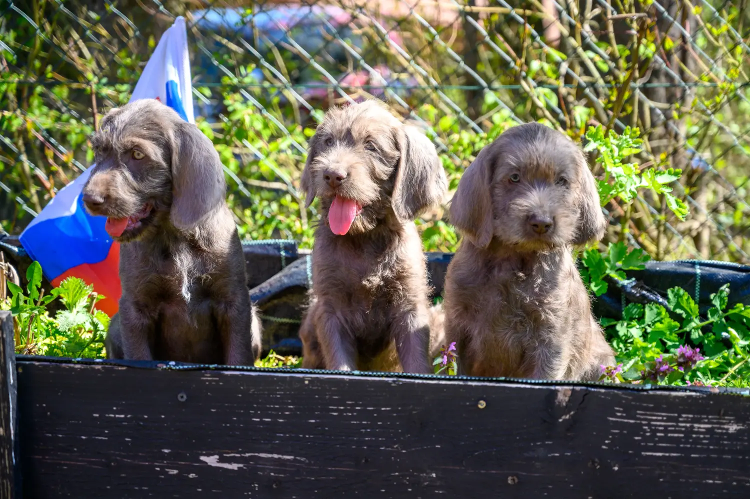 Acheter un chiot slovaque à poil dur, c'est prendre ses responsabilités ! Acheter des chiots slovaques à poil dur.