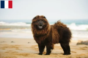Lire la suite à propos de l’article Éleveurs de chow-chow et chiots à la Réunion