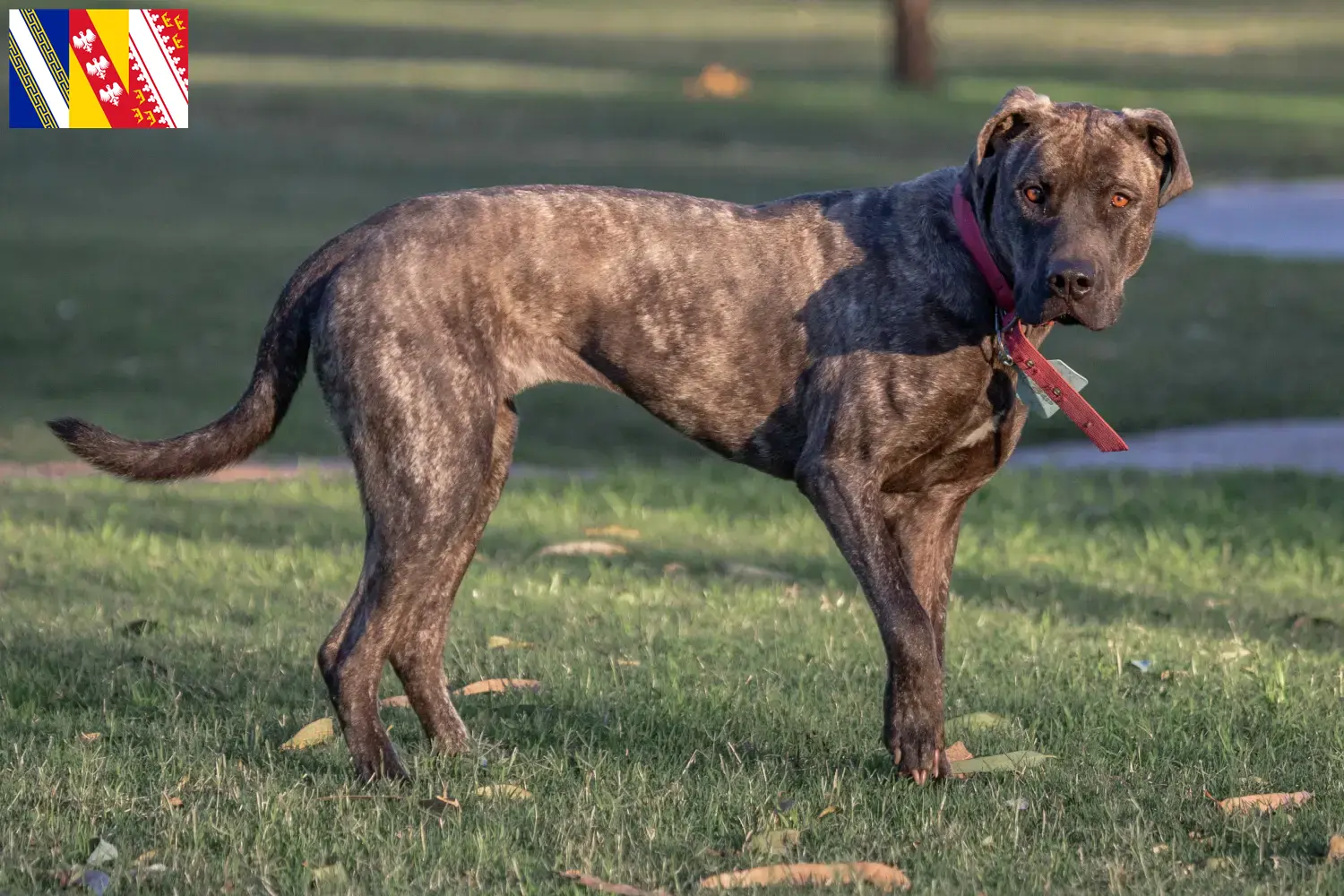 Cimarrón Uruguayo chiots et éleveurs Grand Est Ici vous trouverez des éleveurs de Cimarrón Uruguayos en Grand Est.