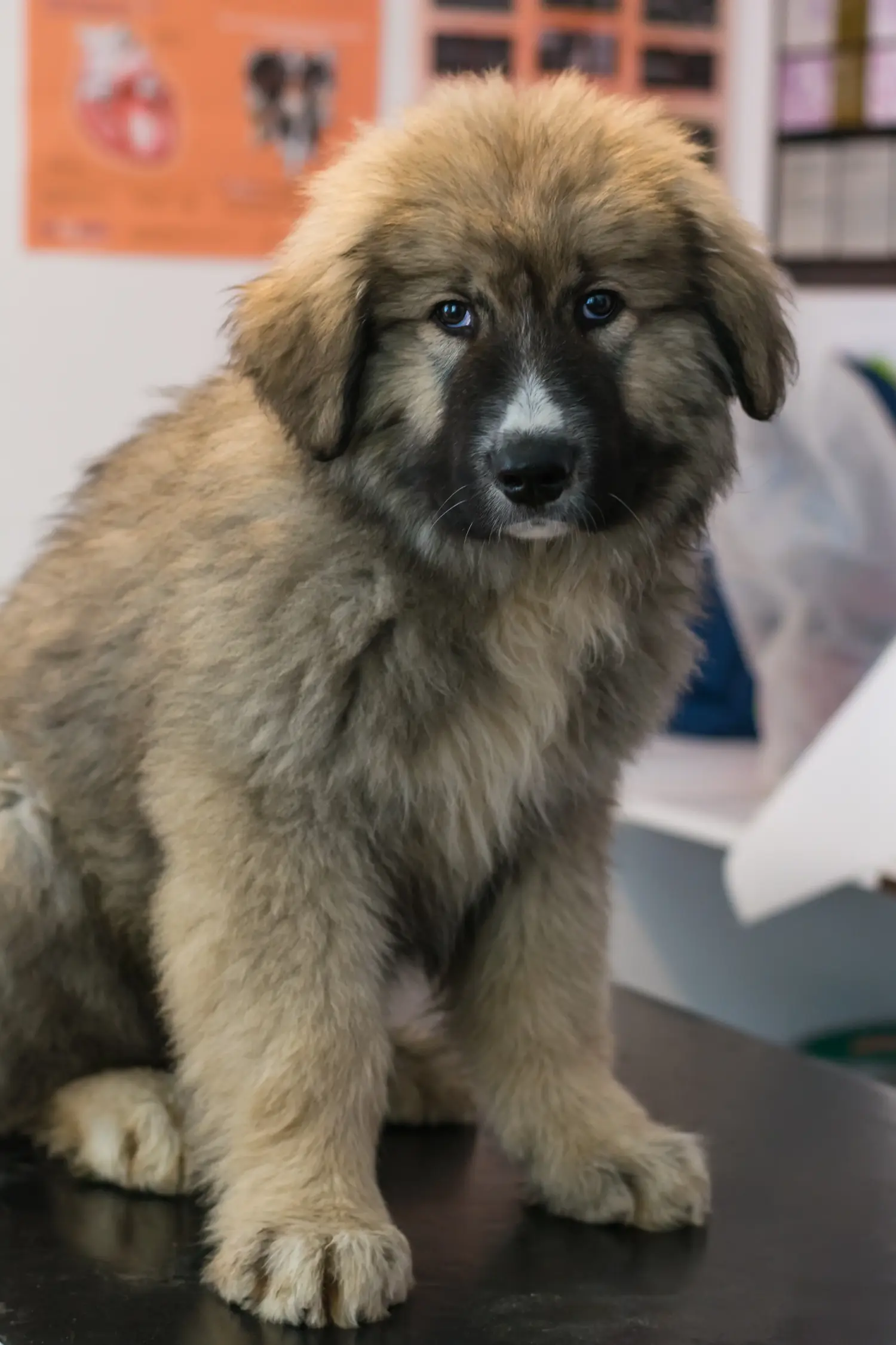 Acheter un chiot Ciobănesc Românesc Carpatin, c'est prendre ses responsabilités ! Acheter des chiots Ciobănesc Românesc Carpatin.