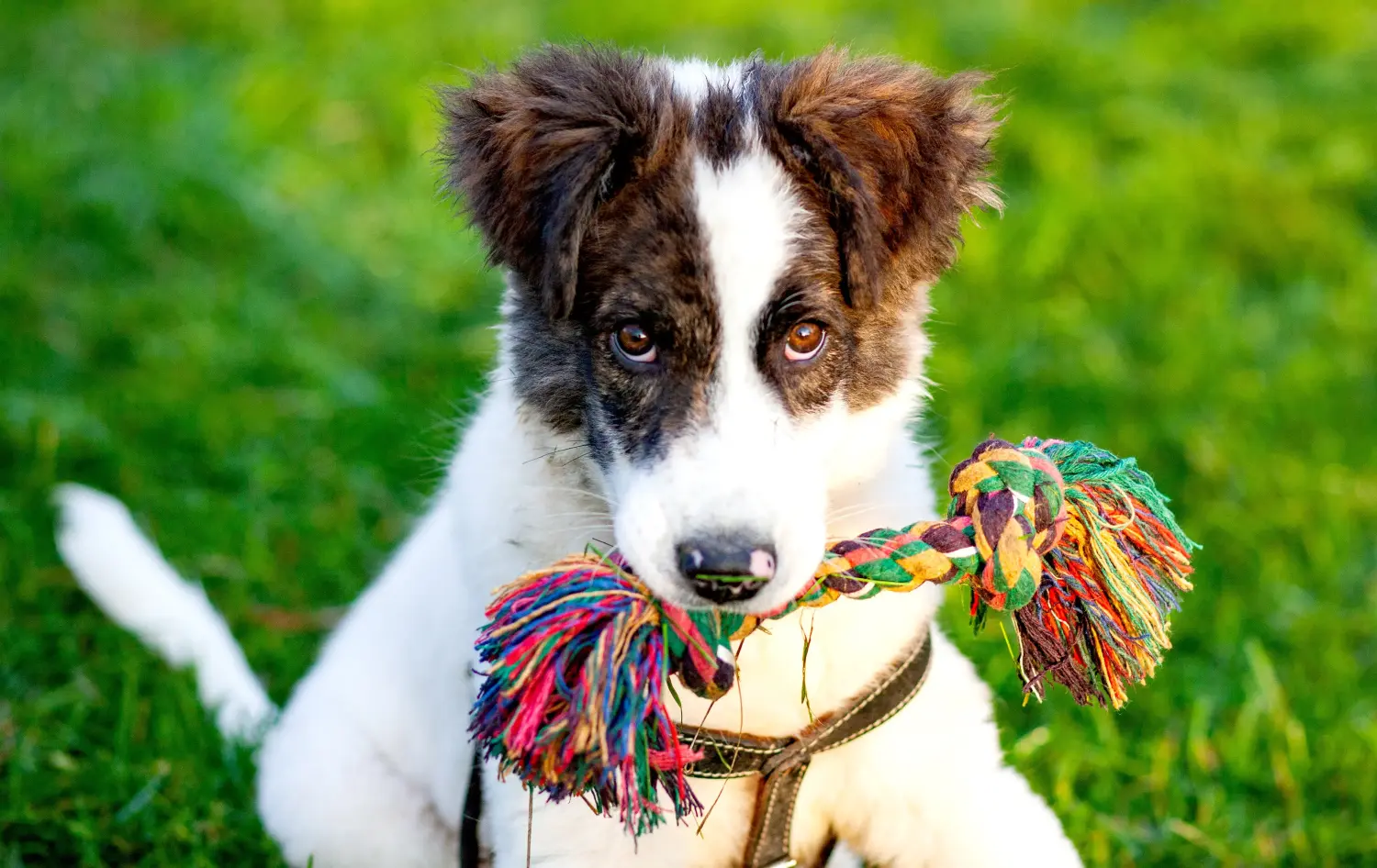 Acheter un chiot Ciobănesc Românesc de Bucovina, c'est prendre ses responsabilités ! Acheter des chiots Ciobănesc Românesc de Bucovina.