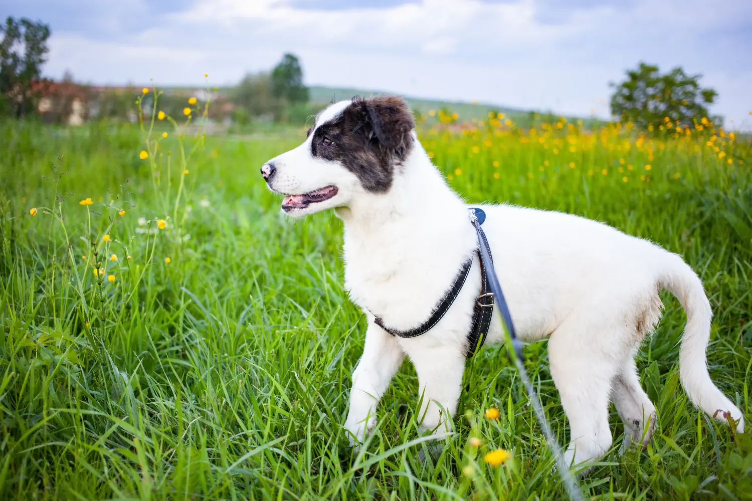 Acheter un chiot Ciobănesc Românesc de Bucovina, c'est prendre ses responsabilités ! Acheter des chiots Ciobănesc Românesc de Bucovina.