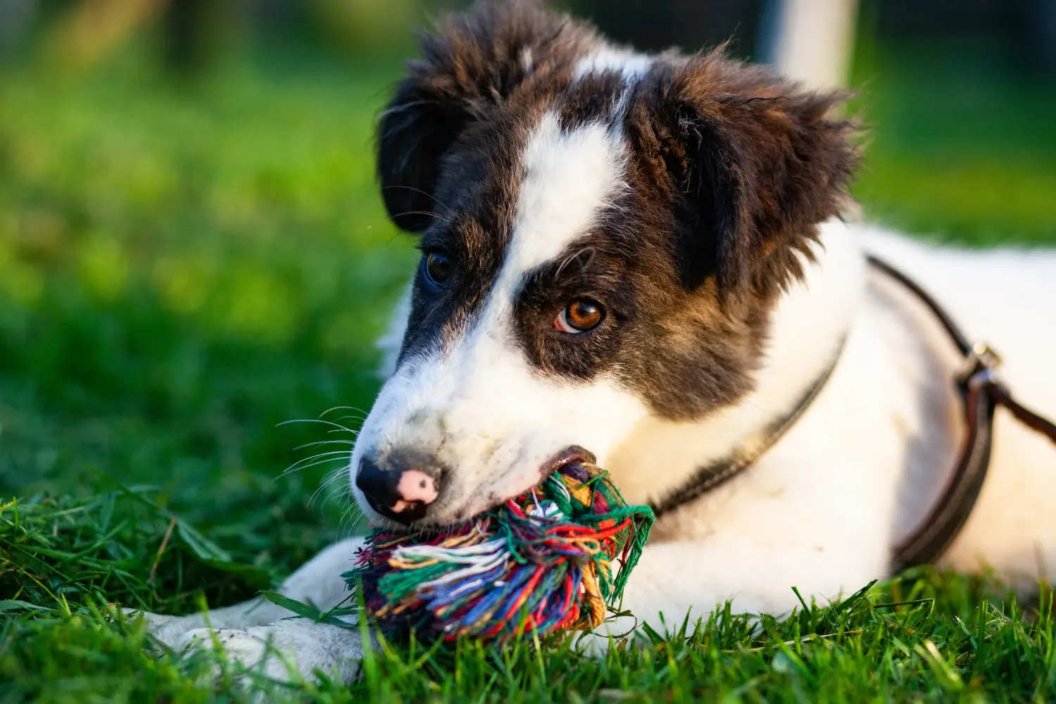 Acheter un chiot Ciobănesc Românesc de Bucovina, c'est prendre ses responsabilités ! Acheter des chiots Ciobănesc Românesc de Bucovina.