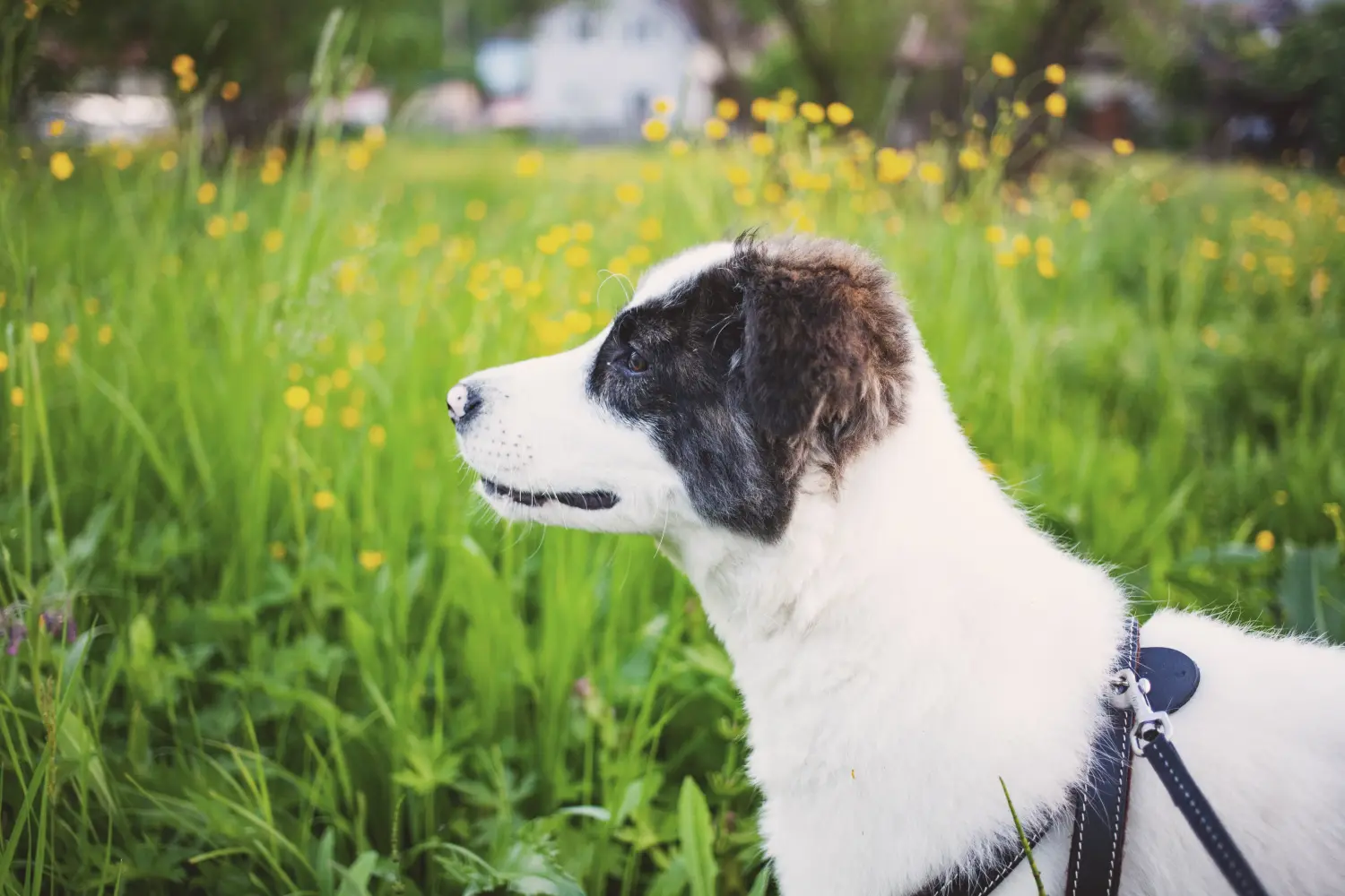 Acheter un chiot Ciobănesc Românesc de Bucovina, c'est prendre ses responsabilités ! Acheter des chiots Ciobănesc Românesc de Bucovina.