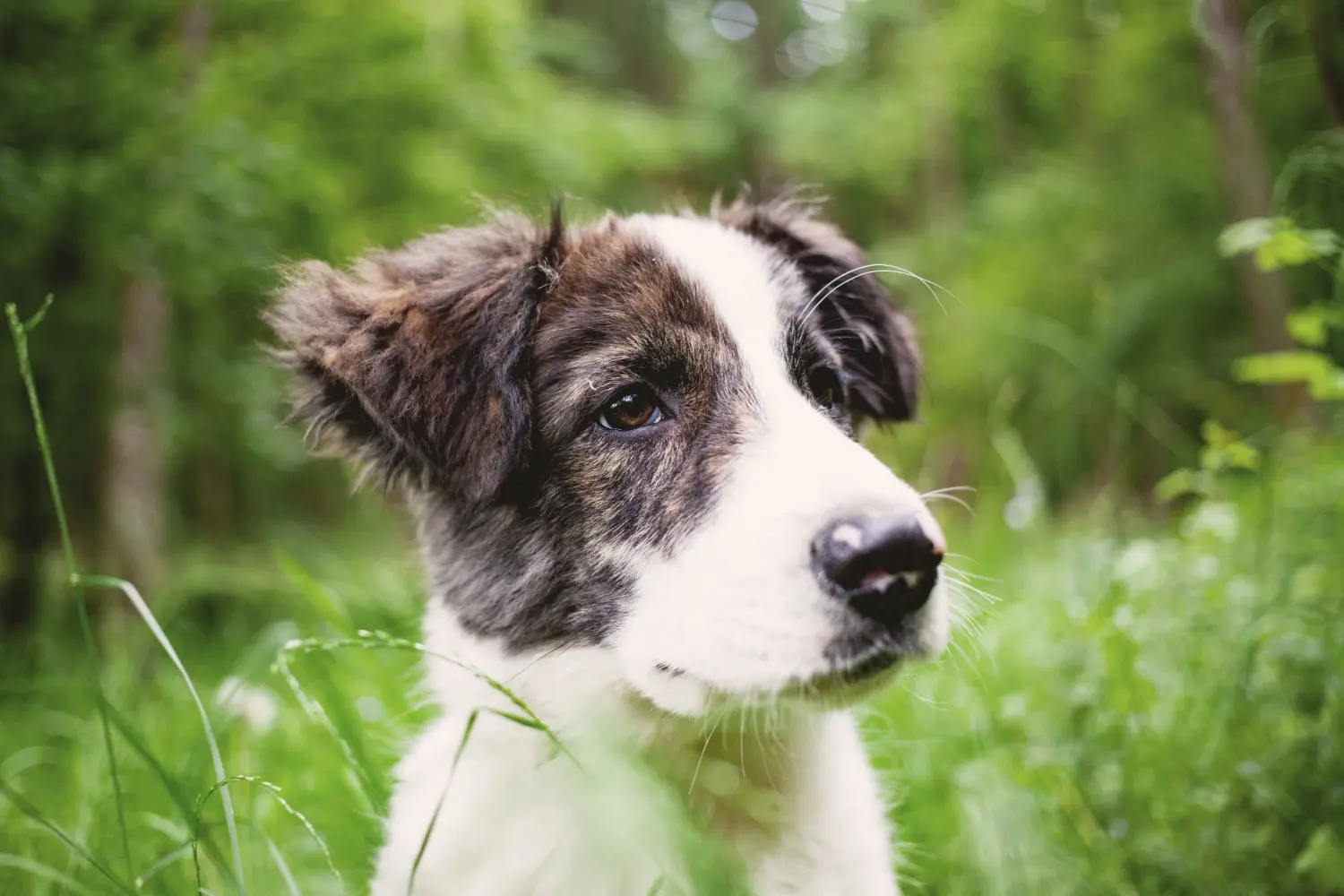 Acheter un chiot Ciobănesc Românesc de Bucovina, c'est prendre ses responsabilités ! Acheter des chiots Ciobănesc Românesc de Bucovina.