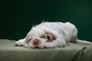 Lire la suite à propos de l’article Éleveurs de colleys et chiots au Canada