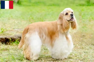Lire la suite à propos de l’article Éleveurs de Cockers américains et chiots en Guadeloupe
