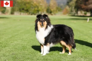 Lire la suite à propos de l’article Éleveurs de colleys et chiots au Canada