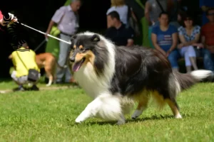 Lire la suite à propos de l’article Éleveurs de colleys et chiots en Nouvelle-Calédonie