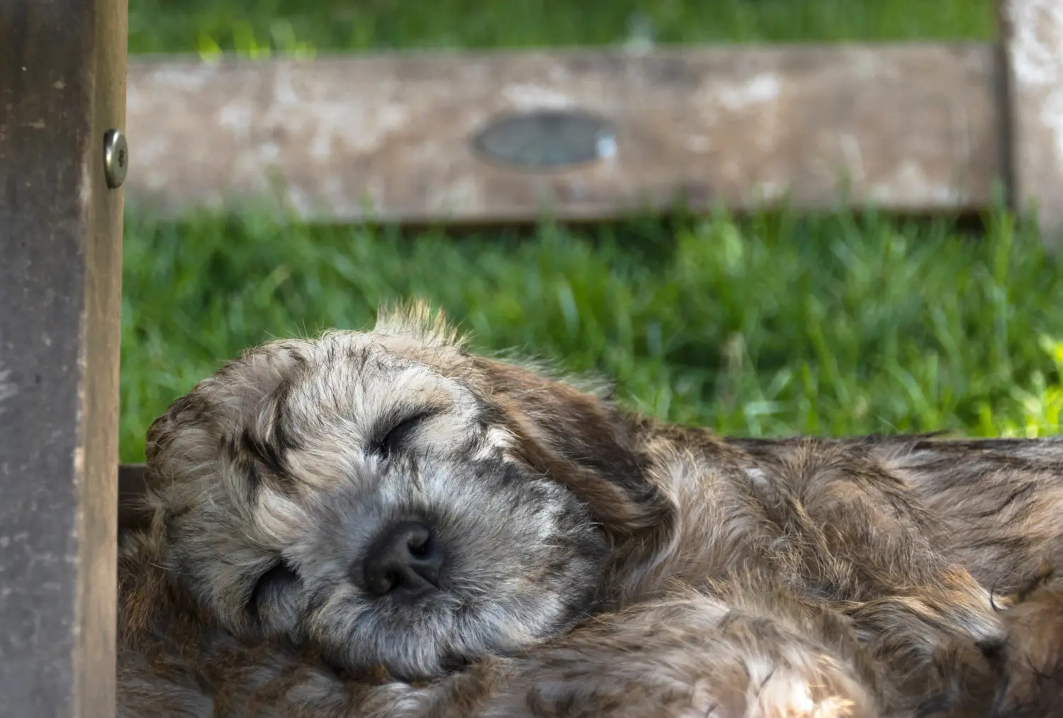 Acheter un chiot Dandie Dinmont Terrier, c'est prendre ses responsabilités ! Acheter un chiot Dandie Dinmont Terrier.