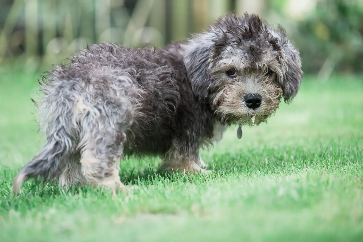 Acheter un chiot Dandie Dinmont Terrier, c'est prendre ses responsabilités ! Acheter un chiot Dandie Dinmont Terrier.