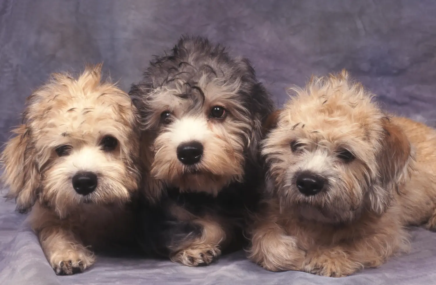 Acheter un chiot Dandie Dinmont Terrier, c'est prendre ses responsabilités ! Acheter un chiot Dandie Dinmont Terrier.