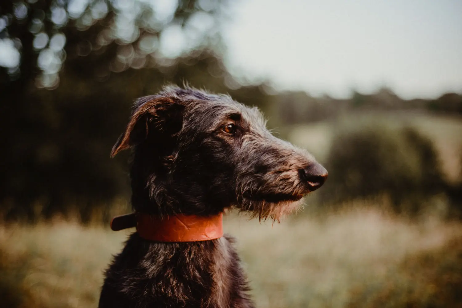 Acheter un chiot Deerhound, c'est prendre ses responsabilités ! Acheter un chiot Deerhound.