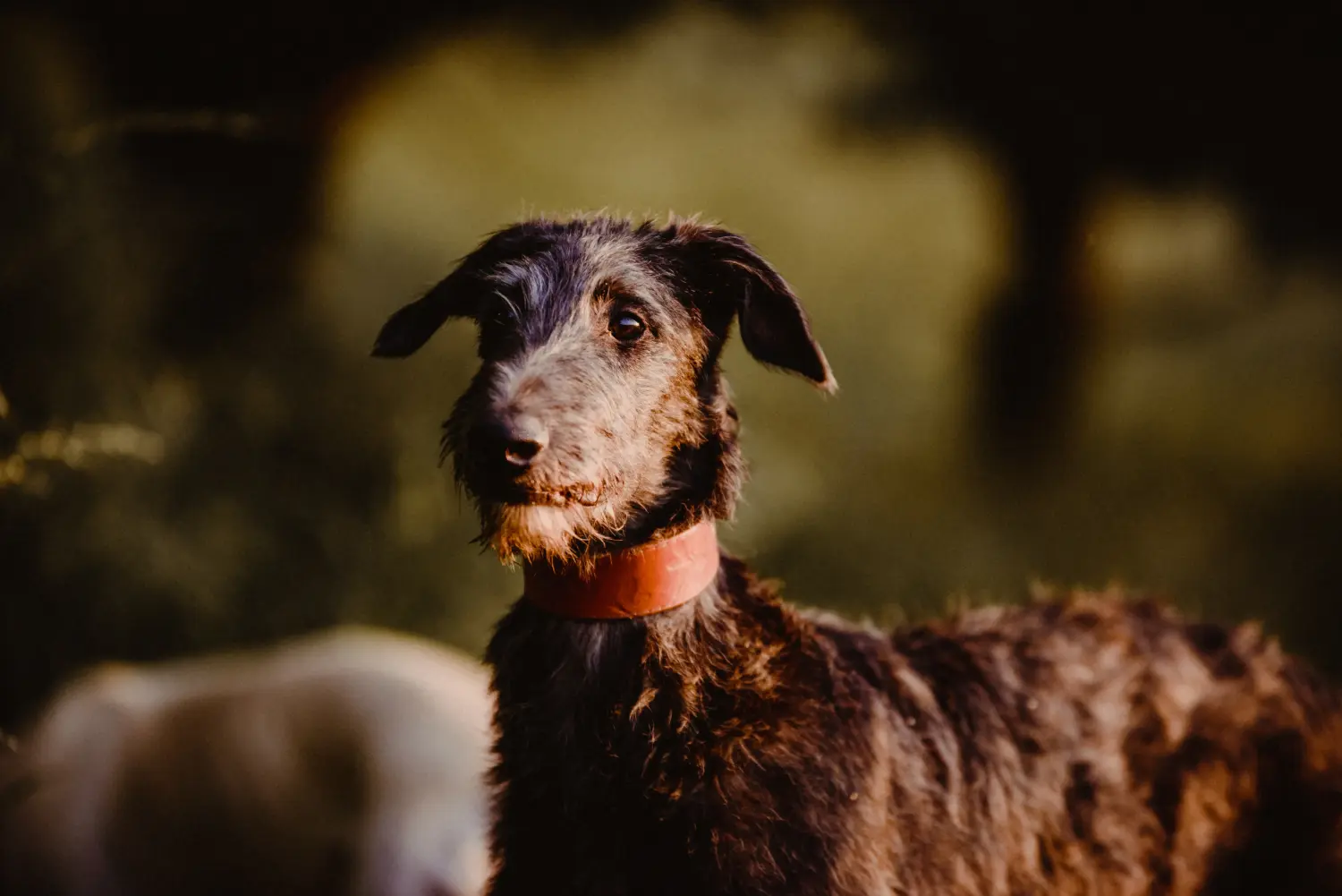 Acheter un chiot Deerhound, c'est prendre ses responsabilités ! Acheter un chiot Deerhound.