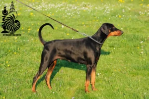 Lire la suite à propos de l’article Éleveurs de dobermans et chiots en Nouvelle-Calédonie