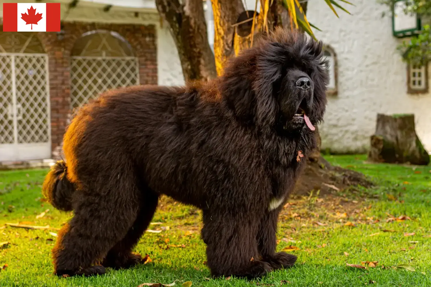 Dogue du Tibet chiots et éleveurs Canada Ici, tu trouveras des éleveurs de dogues du Tibet au Canada.
