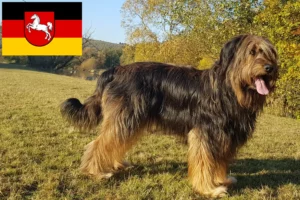 Lire la suite à propos de l’article Éleveurs de Wäller et chiots en Basse-Saxe