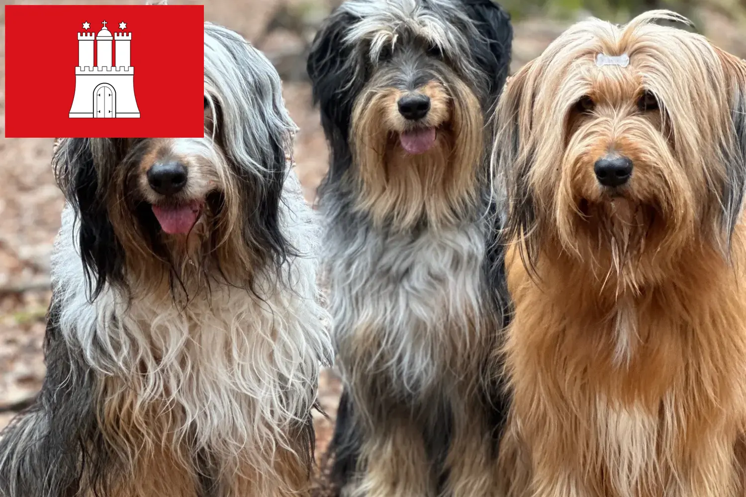 Wäller chiots et éleveurs Hambourg Ici, tu trouveras des éleveurs de Wäller à Hambourg.
