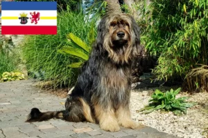 Lire la suite à propos de l’article Éleveurs de Wäller et chiots dans le Mecklembourg-Poméranie occidentale