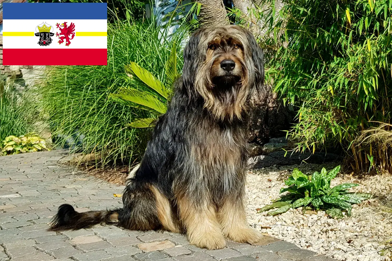 Wäller chiots et éleveurs Mecklembourg-Poméranie occidentale Ici, tu trouveras des éleveurs de Wäller dans le Mecklembourg-Poméranie occidentale.