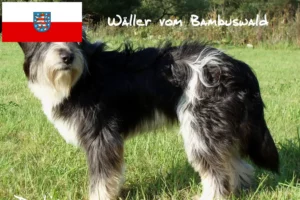 Lire la suite à propos de l’article Éleveurs de Wäller et chiots en Thuringe